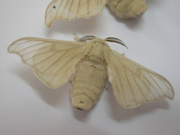 Bombyx mori | Insects.lt